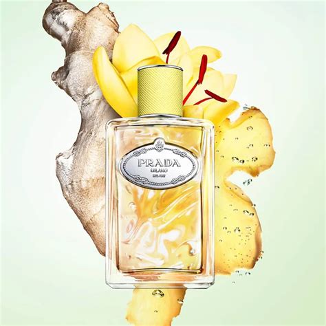 infusion de gingembre fragrance